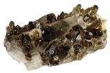 Dark Smoky Quartz Crystal Cluster - Brazil #119565-1